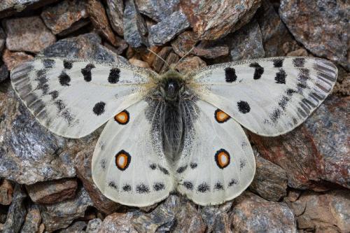 Réf. 212 501 : Parnassius apollo